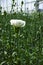 Ð¡ultivation of Dianthus caryophyllus, theÂ carnation flowering